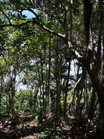 Yuibera Yuwi Trail - Accommodation NT 0